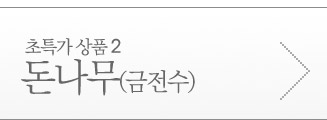 돈나무