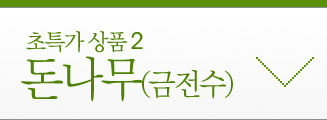 돈나무